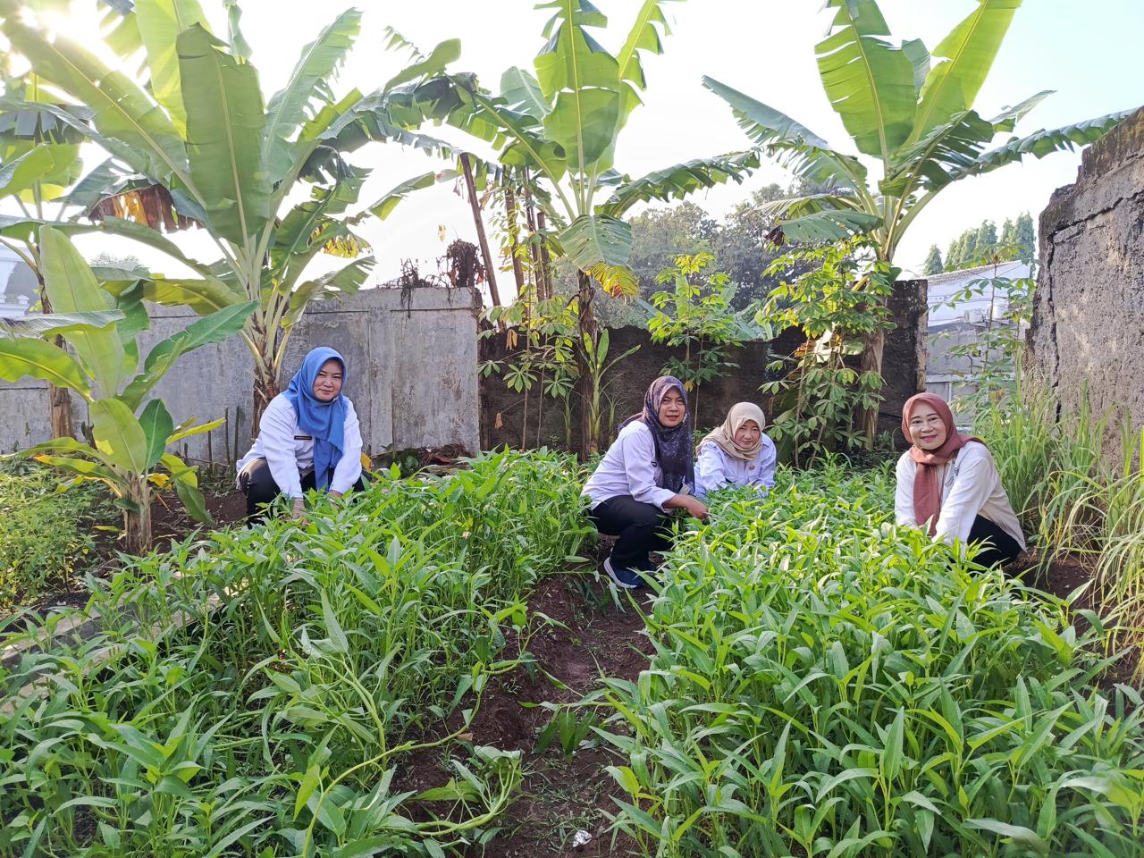 SDN Mekarjaya 12 panen di kebun 2