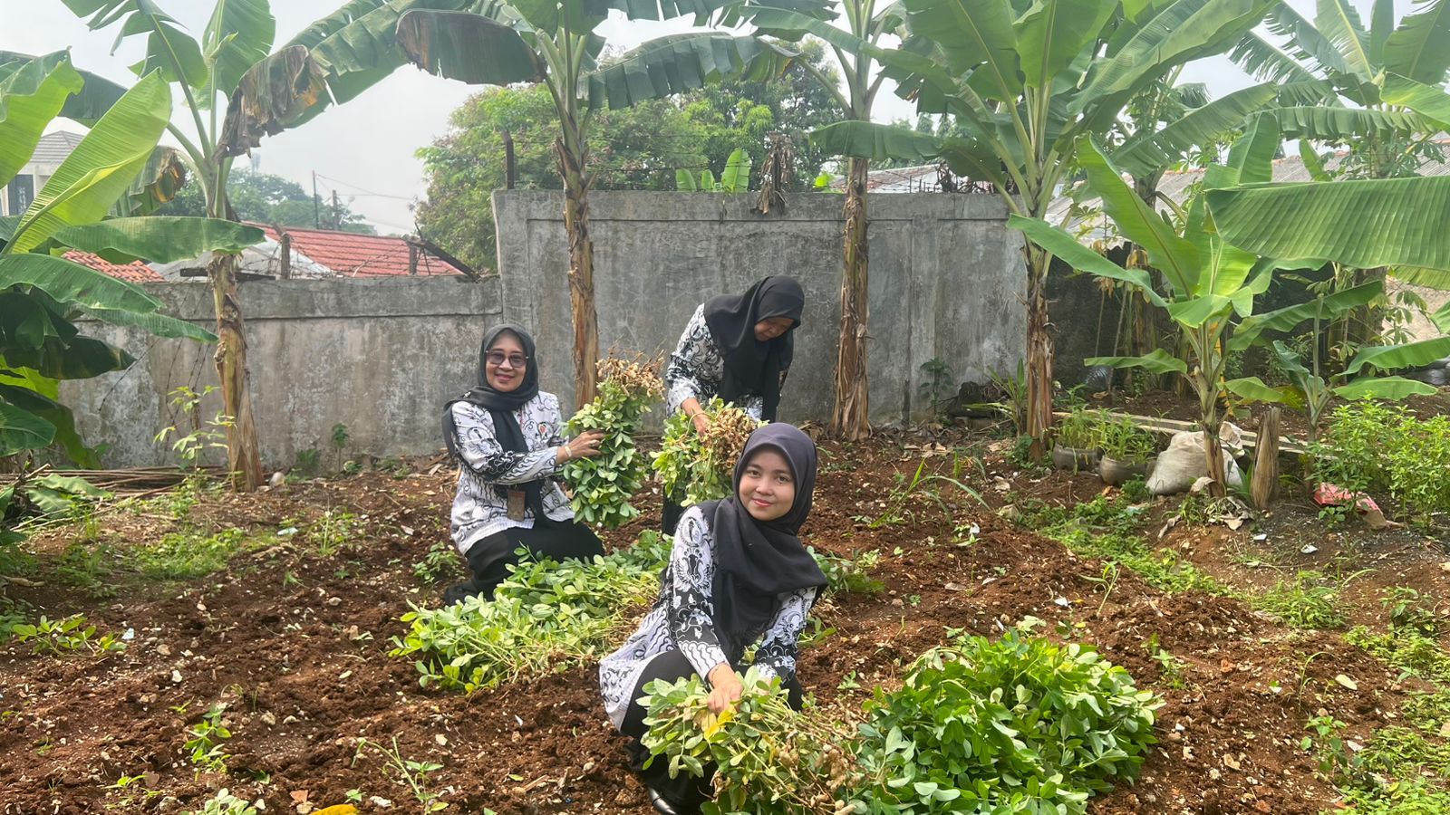 SDN Mekarjaya 12 panen di kebun 3