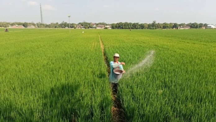 padi di kabupaten garut