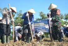 Lapas Terbuka Kendal Tanam Jagung Hibrida untuk Ketahanan Pangan