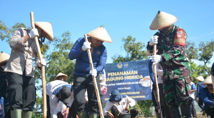 Lapas Terbuka Kendal Tanam Jagung Hibrida untuk Ketahanan Pangan