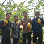 Panen Perdana 2026, Lapas Terbuka Kendal Hasilkan 126 Melon Golden Lavender Premium