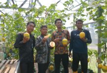 Panen Perdana 2026, Lapas Terbuka Kendal Hasilkan 126 Melon Golden Lavender Premium