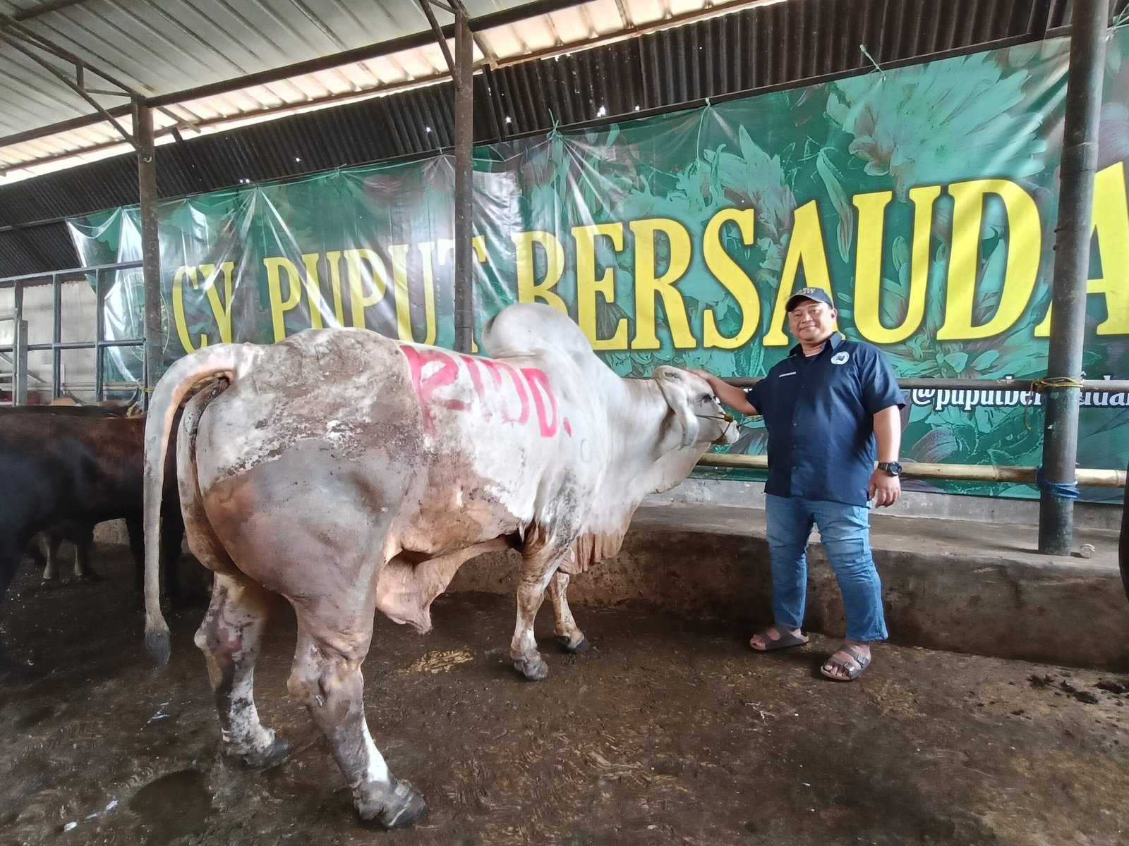 Kian Profesional, CV Puput Bersaudara Generasi Kedua Tembus Penjualan Lebih Dari 1.000 Ekor Sapi