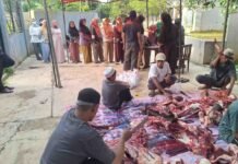 Tiga Sapi dan Lima Kambing Domba Kurban di Ponpes Nurussalam, Daging Kurban Dibagikan untuk Yatim dan Dhuafa Kurban di Ponpes Nurussalam idul adha 3