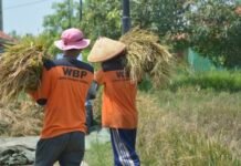 Lapas Terbuka Kendal Sukses Panen Padi Salin, Hasilkan 1 Ton Gabah Kering