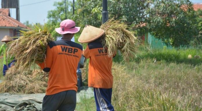 Lapas Terbuka Kendal Sukses Panen Padi Salin, Hasilkan 1 Ton Gabah Kering