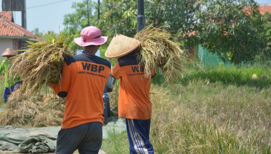 Lapas Terbuka Kendal Sukses Panen Padi Salin, Hasilkan 1 Ton Gabah Kering