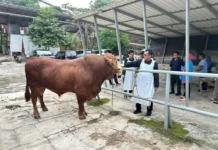 Pemkot Depok Periksa 32 Ribu Hewan Kurban pada Iduladha 2026