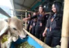 Sales ‘Pramugari’ Strategi Unik Mall Hewan Qurban