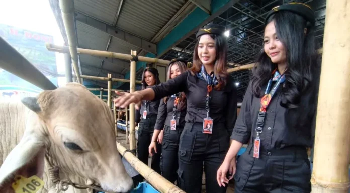 Sales ‘Pramugari’ Strategi Unik Mall Hewan Qurban