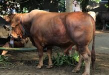 Iduladha 1447 H di Kabupaten Bogor, Presiden Prabowo Salurkan Sapi Kurban Berbobot 1,2 Ton