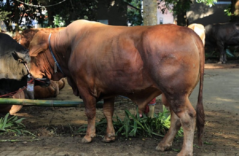Iduladha 1447 H di Kabupaten Bogor, Presiden Prabowo Salurkan Sapi Kurban Berbobot 1,2 Ton