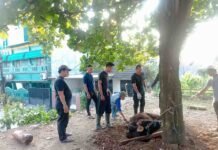 SMPN 22 Depok Sembelih Dua Sapi Kurban, Ada yang dari Guru dan Siswa pemotongan hewan kurban SMPN 22 Depok 1