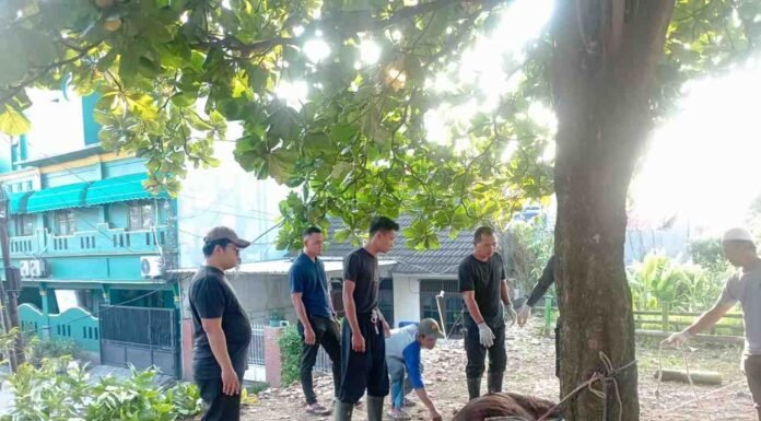 SMPN 22 Depok Sembelih Dua Sapi Kurban, Ada yang dari Guru dan Siswa pemotongan hewan kurban SMPN 22 Depok 1