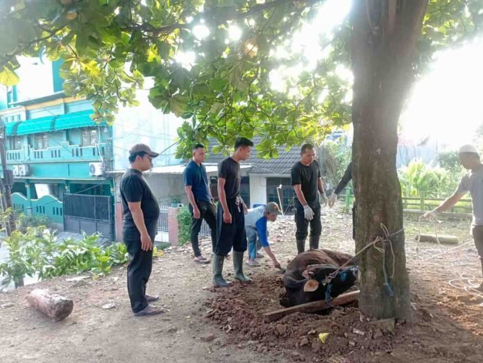 pemotongan hewan kurban SMPN 22 Depok 1