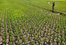 Krisis Air Bersih Landa 52.602 Jiwa di Bogor, BNPB Kerahkan Ribuan Liter Bantuan ke Tiga Kecamatan kekeringan di bogor, jawa barat